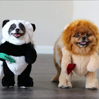 Panda - Faschingskostüm Halloween Kostüm für Hunde