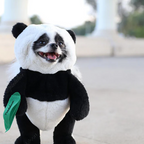 Panda - Faschingskostüm Halloween Kostüm für Hunde